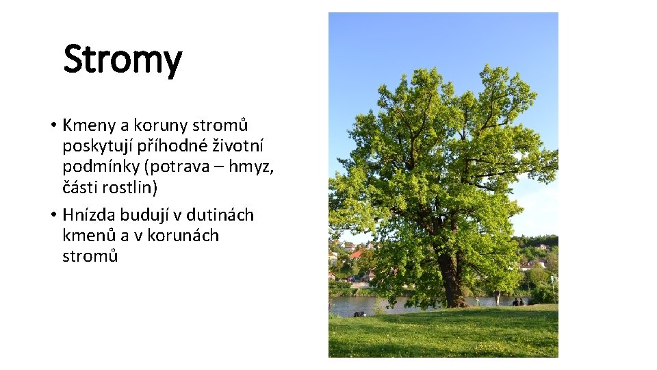 Stromy • Kmeny a koruny stromů poskytují příhodné životní podmínky (potrava – hmyz, části