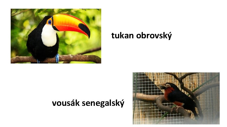 tukan obrovský vousák senegalský 