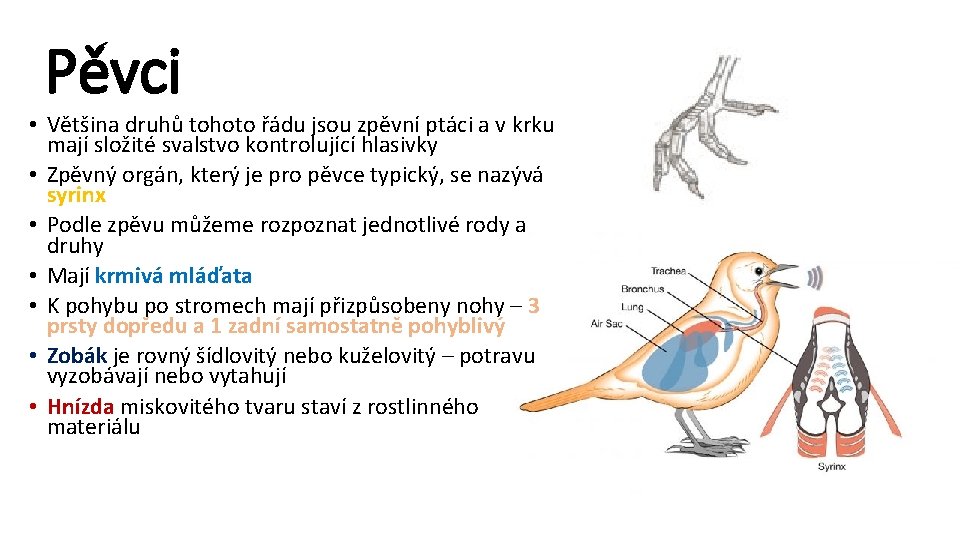 Pěvci • Většina druhů tohoto řádu jsou zpěvní ptáci a v krku mají složité