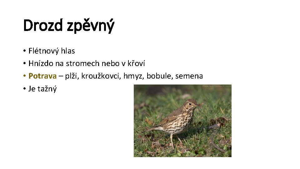 Drozd zpěvný • Flétnový hlas • Hnízdo na stromech nebo v křoví • Potrava