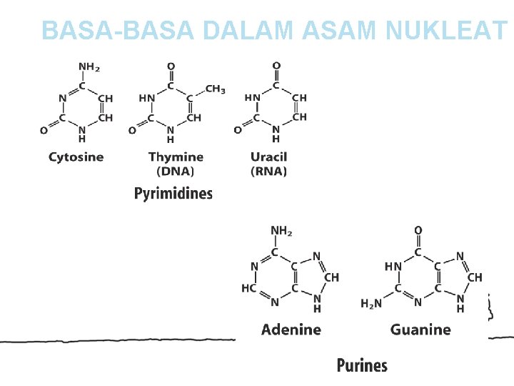 BASA-BASA DALAM ASAM NUKLEAT 