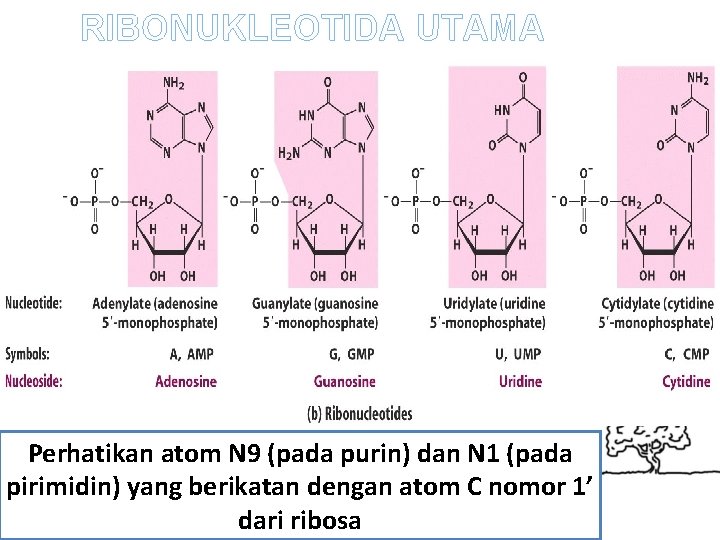 RIBONUKLEOTIDA UTAMA Perhatikan atom N 9 (pada purin) dan N 1 (pada pirimidin) yang