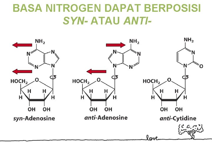 BASA NITROGEN DAPAT BERPOSISI SYN- ATAU ANTI- 