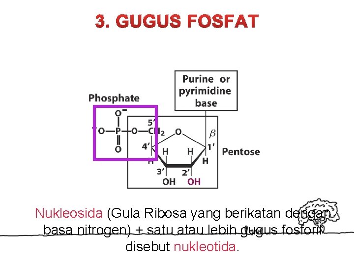 3. GUGUS FOSFAT Nukleosida (Gula Ribosa yang berikatan dengan basa nitrogen) + satu atau