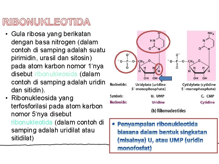 RIBONUKLEOTIDA • Gula ribosa yang berikatan dengan basa nitrogen (dalam contoh di samping adalah