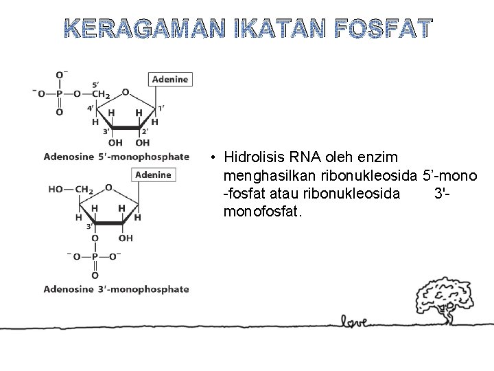 KERAGAMAN IKATAN FOSFAT • Hidrolisis RNA oleh enzim menghasilkan ribonukleosida 5’-mono -fosfat atau ribonukleosida