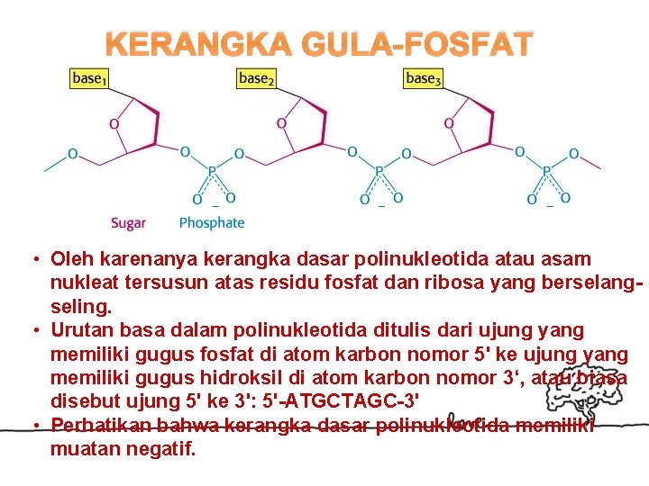 KERANGKA GULA-FOSFAT • Oleh karenanya kerangka dasar polinukleotida atau asam nukleat tersusun atas residu
