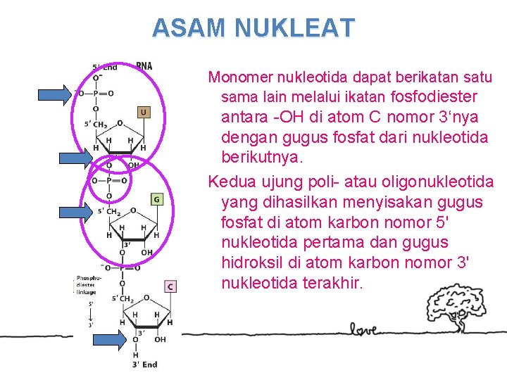 ASAM NUKLEAT Monomer nukleotida dapat berikatan satu sama lain melalui ikatan fosfodiester antara -OH