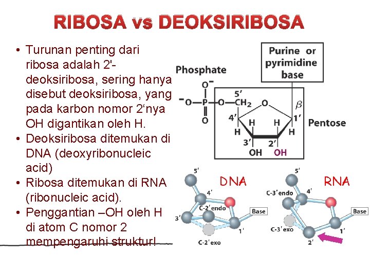 RIBOSA vs DEOKSIRIBOSA • Turunan penting dari ribosa adalah 2'deoksiribosa, sering hanya disebut deoksiribosa,