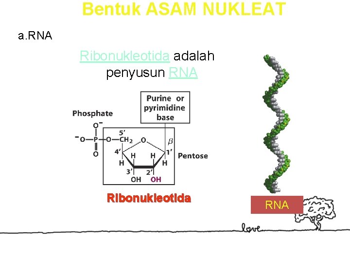 Bentuk ASAM NUKLEAT a. RNA Ribonukleotida adalah penyusun RNA Ribonukleotida RNA 