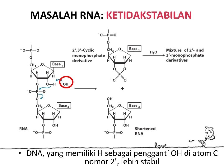 MASALAH RNA: KETIDAKSTABILAN • DNA, yang memiliki H sebagai pengganti OH di atom C