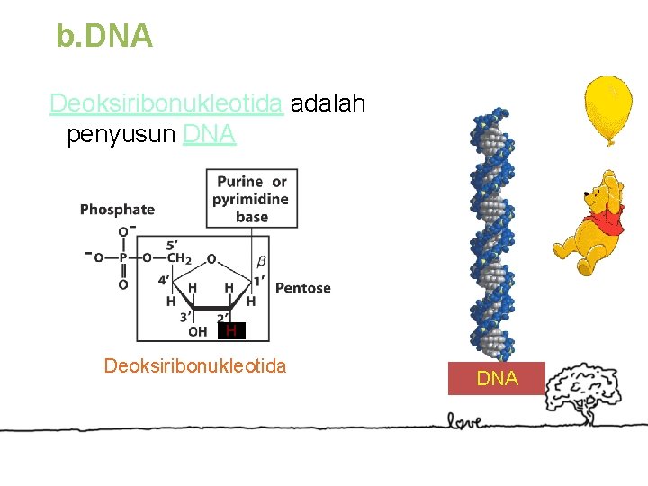 b. DNA Deoksiribonukleotida adalah penyusun DNA H Deoksiribonukleotida DNA 