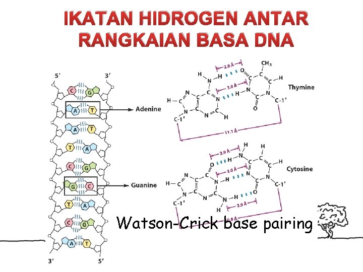 IKATAN HIDROGEN ANTAR RANGKAIAN BASA DNA Watson-Crick base pairing 