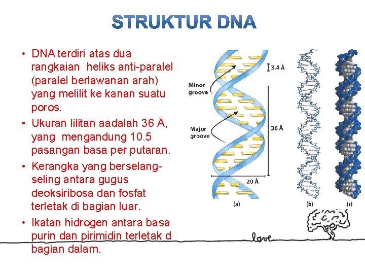  • DNA terdiri atas dua rangkaian heliks anti-paralel (paralel berlawanan arah) yang melilit