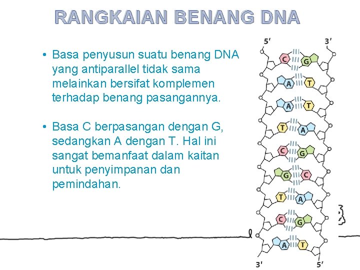 RANGKAIAN BENANG DNA • Basa penyusun suatu benang DNA yang antiparallel tidak sama melainkan