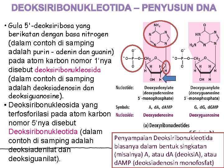 DEOKSIRIBONUKLEOTIDA – PENYUSUN DNA • Gula 5'-deoksiribosa yang berikatan dengan basa nitrogen (dalam contoh