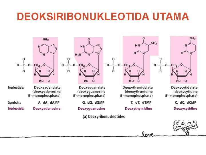 DEOKSIRIBONUKLEOTIDA UTAMA 