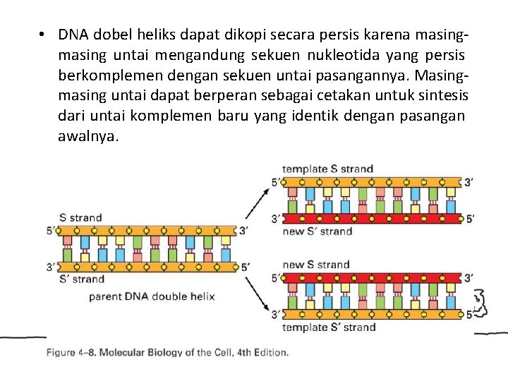  • DNA dobel heliks dapat dikopi secara persis karena masing untai mengandung sekuen