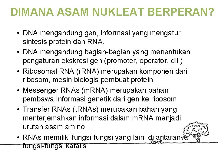 DIMANA ASAM NUKLEAT BERPERAN? • DNA mengandung gen, informasi yang mengatur sintesis protein dan