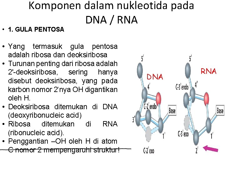 Komponen dalam nukleotida pada DNA / RNA • 1. GULA PENTOSA • Yang termasuk