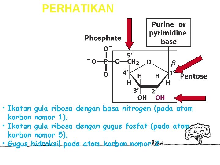 PERHATIKAN • Ikatan gula ribosa dengan basa nitrogen (pada atom karbon nomor 1). •