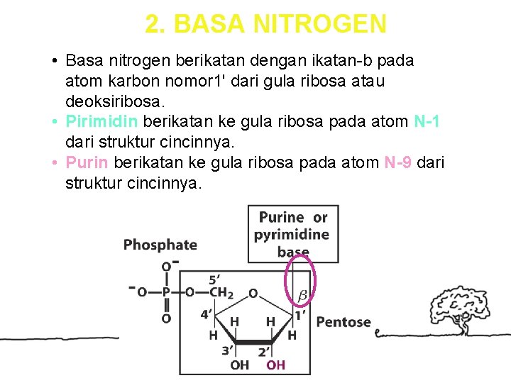 2. BASA NITROGEN • Basa nitrogen berikatan dengan ikatan-b pada atom karbon nomor 1'