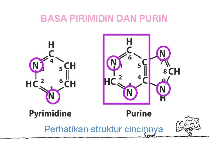 BASA PIRIMIDIN DAN PURIN Perhatikan struktur cincinnya 