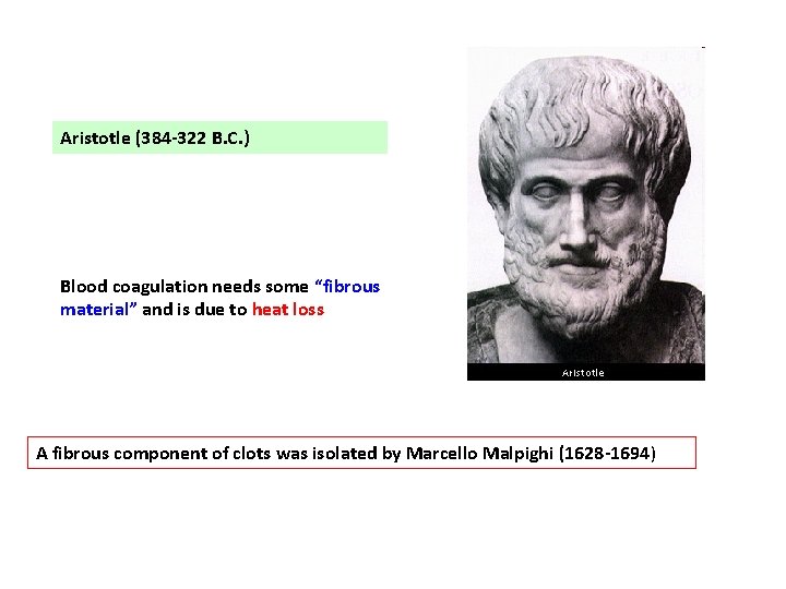 Aristotle (384 -322 B. C. ) Blood coagulation needs some “fibrous material” and is
