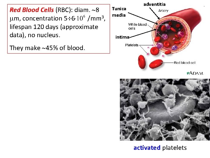 Red Blood Cells (RBC): diam. 8 m, concentration 5 6 /mm 3, lifespan 120
