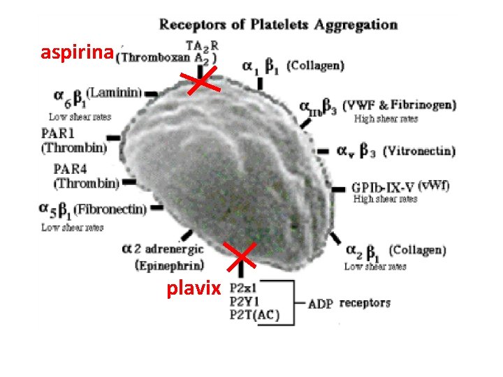 aspirina plavix 