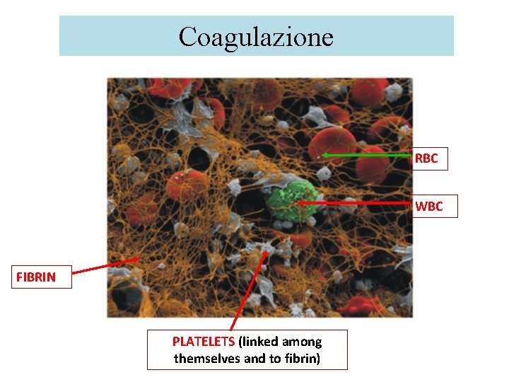 Coagulazione RBC WBC FIBRIN PLATELETS (linked among themselves and to fibrin) 