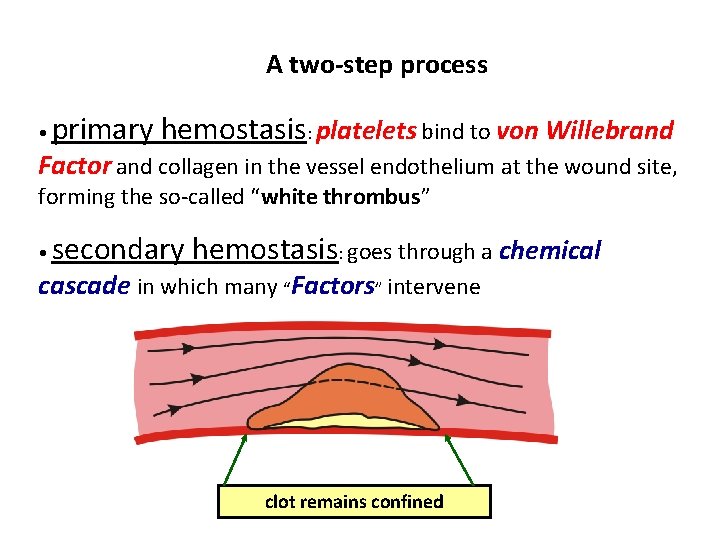 A two-step process • primary hemostasis: platelets bind to von Willebrand Factor and collagen