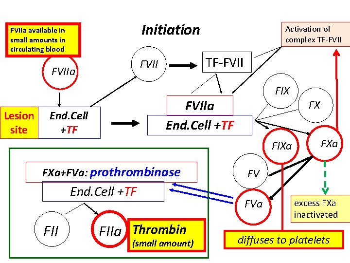 Initiation FVIIa available in small amounts in circulating blood Lesion site TF-FVIIa Activation of