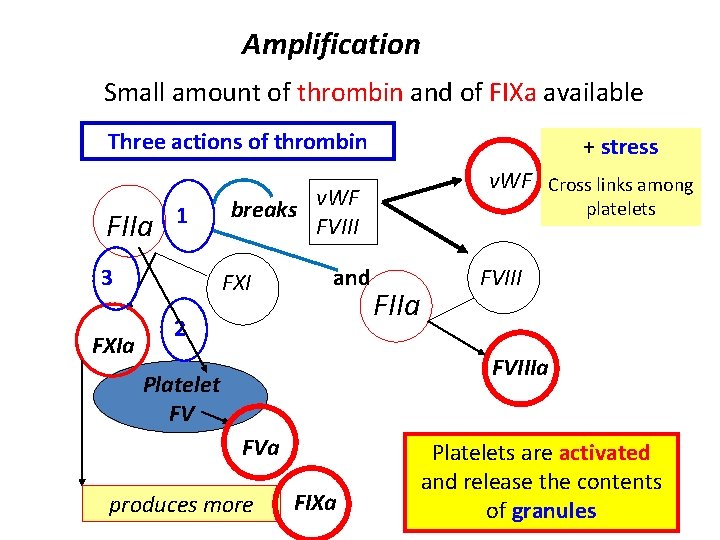 Amplification Small amount of thrombin and of FIXa available Three actions of thrombin FIIa
