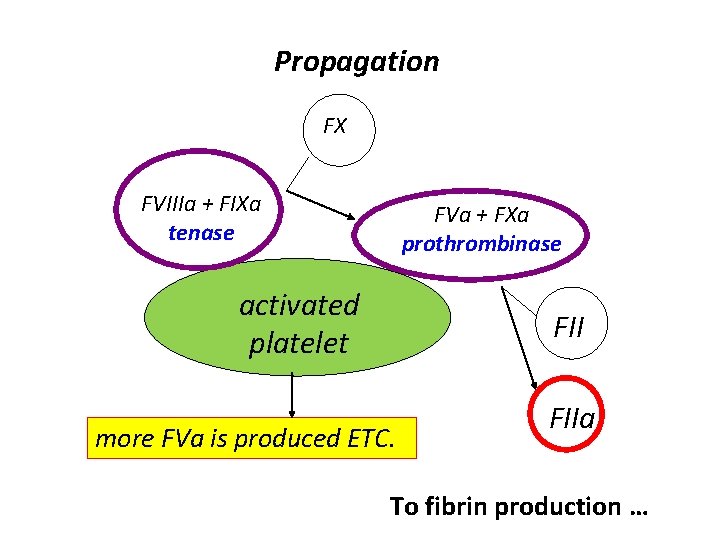 Propagation FX FVIIIa + FIXa tenase FVa + FXa prothrombinase activated platelet FII more