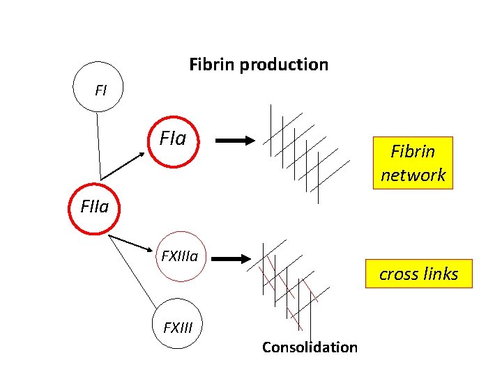 Fibrin production FI FIa Fibrin network FIIa FXIII cross links Consolidation 