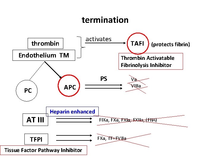 termination activates thrombin Endothelium TM PC AT III APC TAFI (protects fibrin) Thrombin Activatable