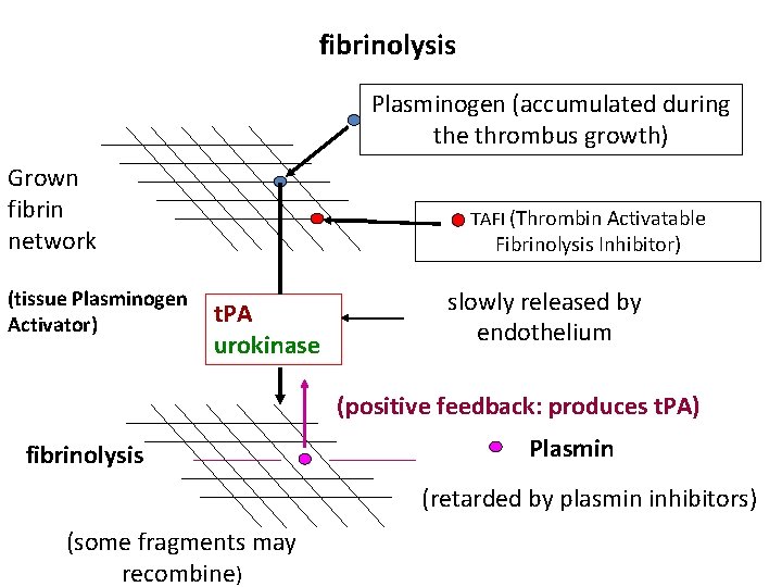 fibrinolysis Plasminogen (accumulated during the thrombus growth) Grown fibrin network (tissue Plasminogen Activator) TAFI