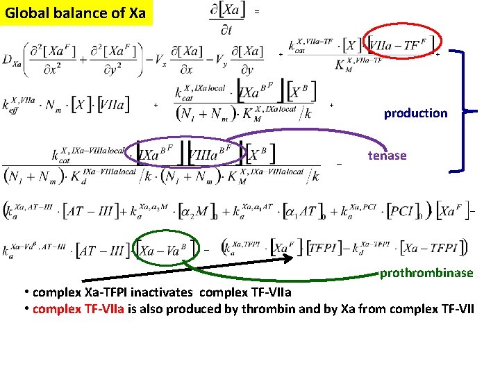 Global balance of Xa = + + production – tenase – – prothrombinase •