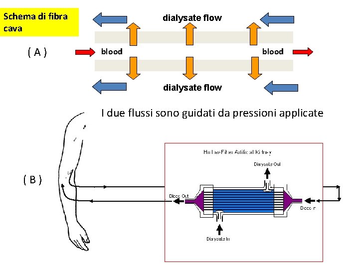 Schema di fibra cava ( A ) dialysate flow blood dialysate flow I due