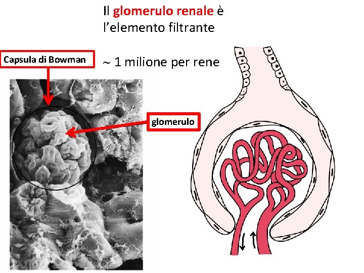 Il glomerulo renale è l’elemento filtrante Capsula di Bowman 1 milione per rene glomerulo