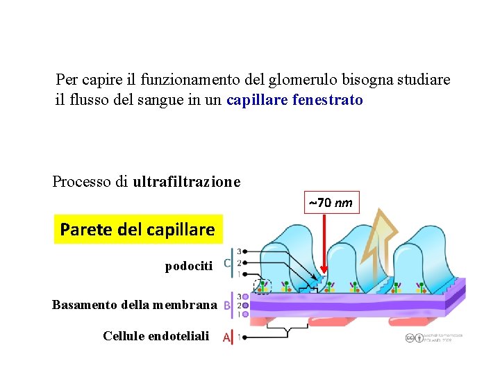 Per capire il funzionamento del glomerulo bisogna studiare il flusso del sangue in un