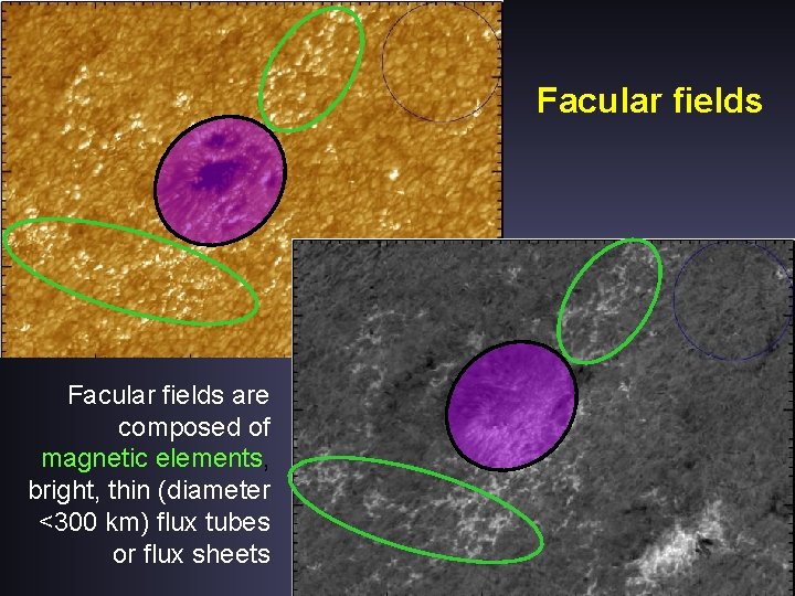 Facular fields are composed of magnetic elements, bright, thin (diameter <300 km) flux tubes