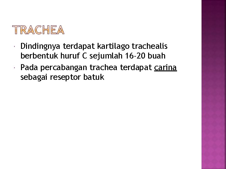  Dindingnya terdapat kartilago trachealis berbentuk huruf C sejumlah 16 -20 buah Pada percabangan