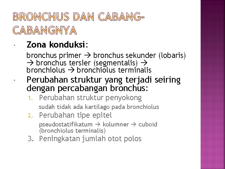  Zona konduksi: bronchus primer bronchus sekunder (lobaris) bronchus tersier (segmentalis) bronchiolus terminalis Perubahan