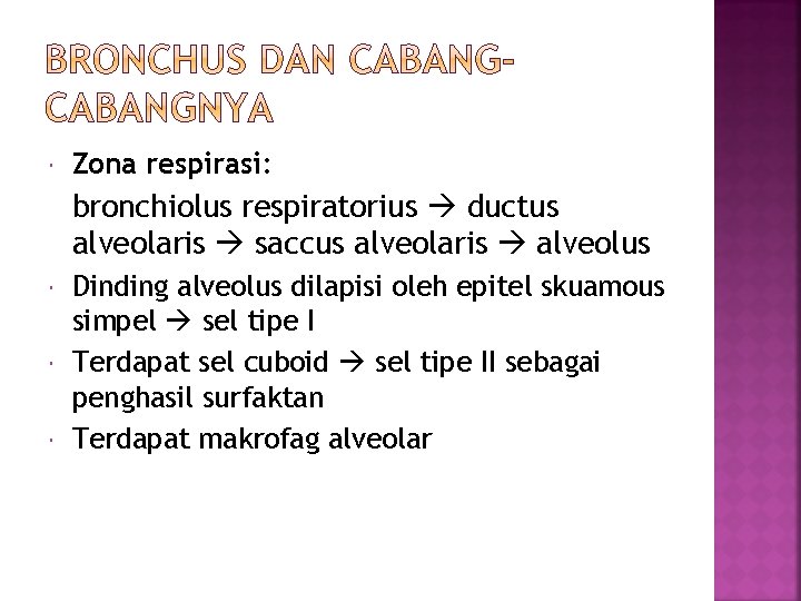  Zona respirasi: bronchiolus respiratorius ductus alveolaris saccus alveolaris alveolus Dinding alveolus dilapisi oleh