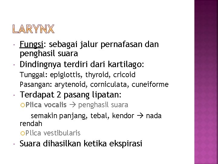  Fungsi: sebagai jalur pernafasan dan penghasil suara Dindingnya terdiri dari kartilago: Tunggal: epiglottis,