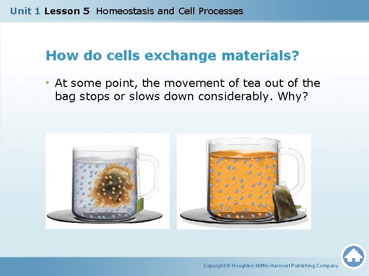 Unit 1 Lesson 5 Homeostasis and Cell Processes How do cells exchange materials? •