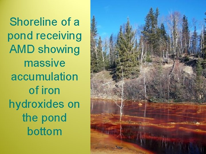 Shoreline of a pond receiving AMD showing massive accumulation of iron hydroxides on the