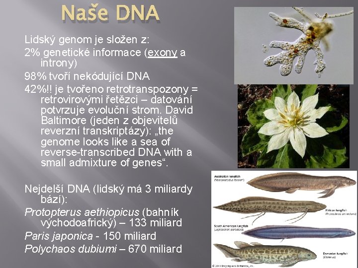 Naše DNA Lidský genom je složen z: 2% genetické informace (exony a introny) 98%